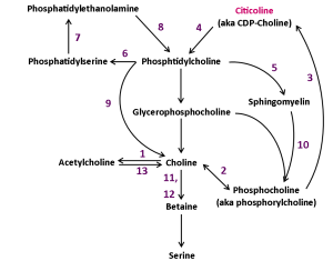 Citicoline is closely related to other pro-acetylcholine nootropic compounds. By Swimmerpolochic (Microsoft Office Publisher 2010) [GFDL or CC BY-SA 3.0], via Wikimedia Commons