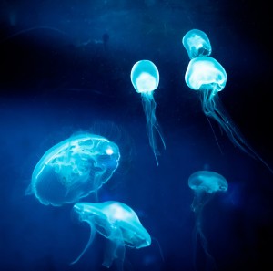 Jellyfish look like brains. But that's about as close as jellyfish-derived Apoaequorin gets to brain-boosting benefits.