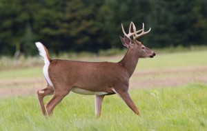 Know why Deer Antler Velvet doesn't work for T? Because deer are pussies.