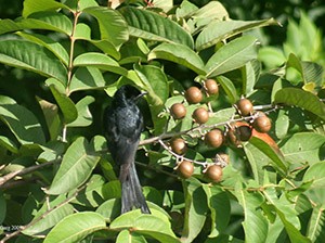 Balaba leaves, Banaba fruit, and a bird. 