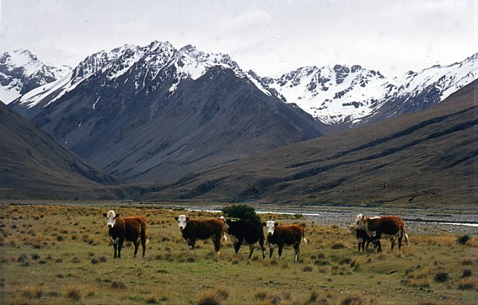 New Zealand cattle grazing on New Zealand grass. This scene looks pure & clean. By Phillip Capper from Wellington, New Zealand (Flickr) [CC BY 2.0], via Wikimedia Commons