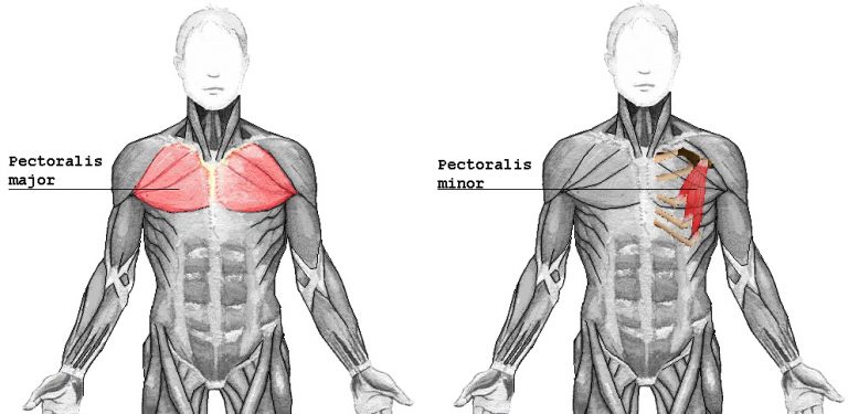 Малая грудная мышца m pectoralis Minor