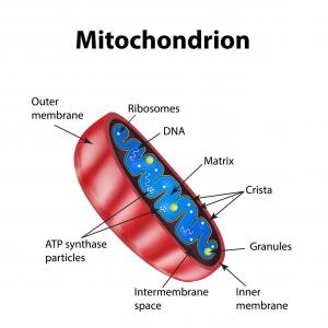 Some of the best energy supplements of 2018 help with mitochondria.